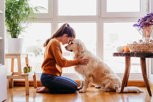 How to Keep Your Home Smelling Fresh with Pets?